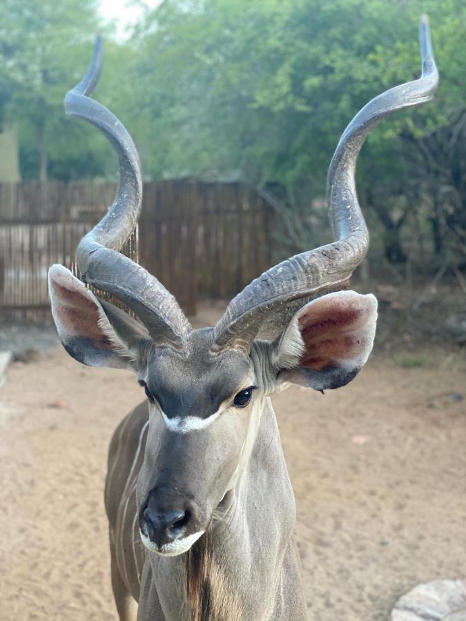 Birdsong Kruger Villa Marloth Park Esterno foto