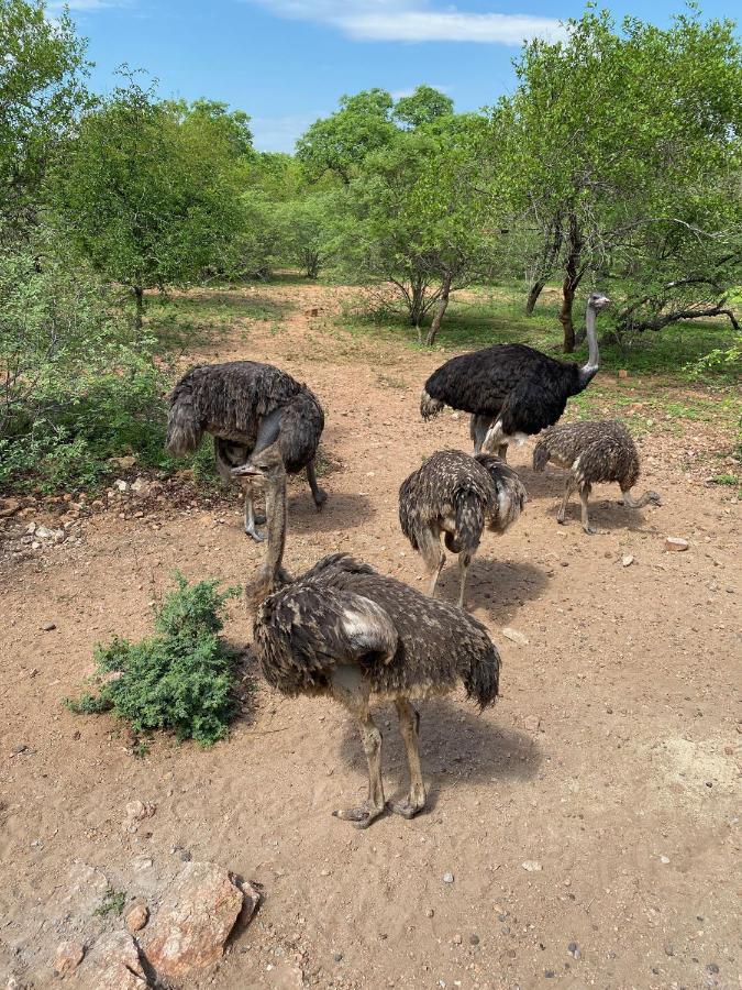 Birdsong Kruger Villa Marloth Park Esterno foto