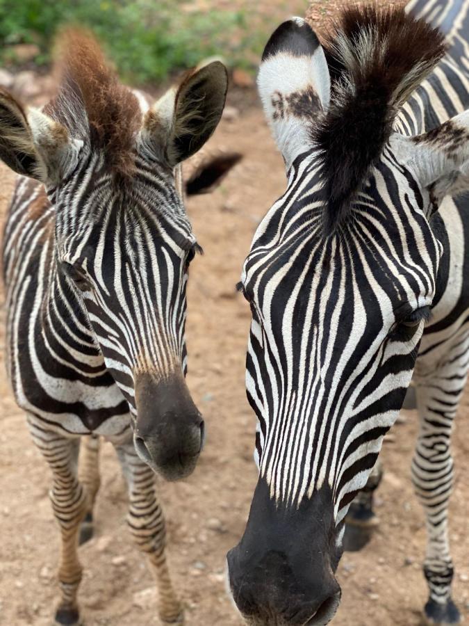 Birdsong Kruger Villa Marloth Park Esterno foto