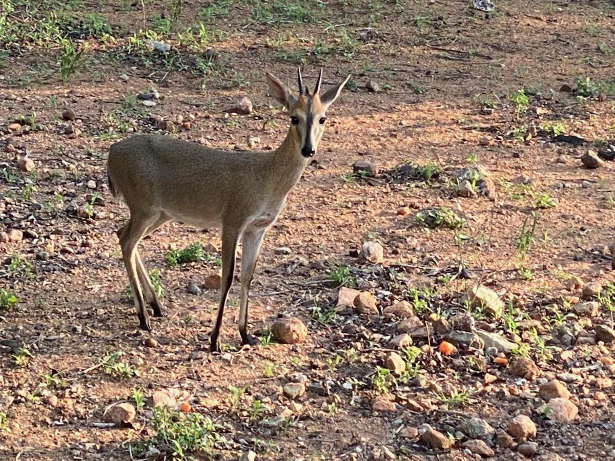 Birdsong Kruger Villa Marloth Park Esterno foto